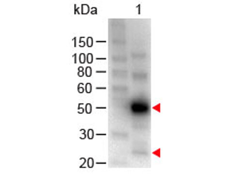 Anti-Human IgG (H&amp;L) [Chicken] Peroxidase conjugated