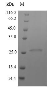 Immunogenic protein MPT64 (mpt64), Mycobacterium tuberculosis, recombinant