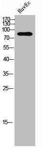 Anti-FRS2