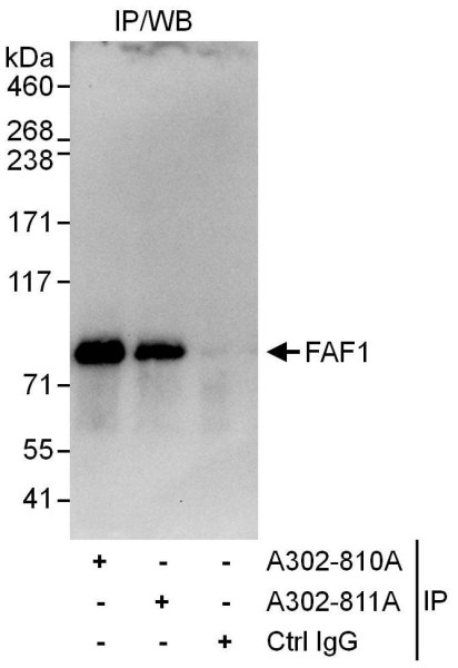Anti-FAF1