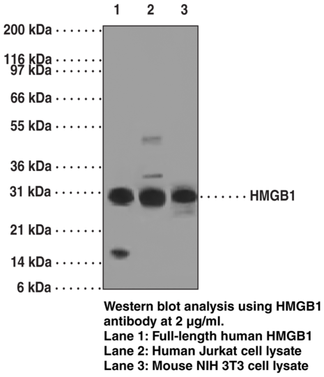 Anti-HMGB1 (Clone IMG19N10B7)