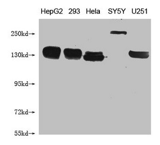 Anti-ABCB1 Monoclonal, clone 5C12D3
