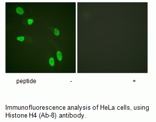 Anti-Histone H4 (Ab-8)