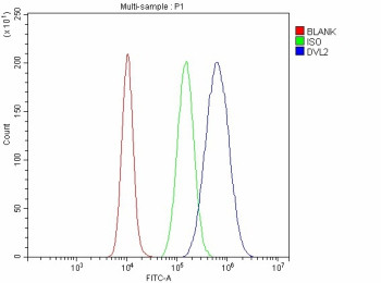 Anti-DVL2 / Disheveled segment polarity protein 2