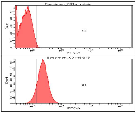 Anti-ISG15, clone 3E5