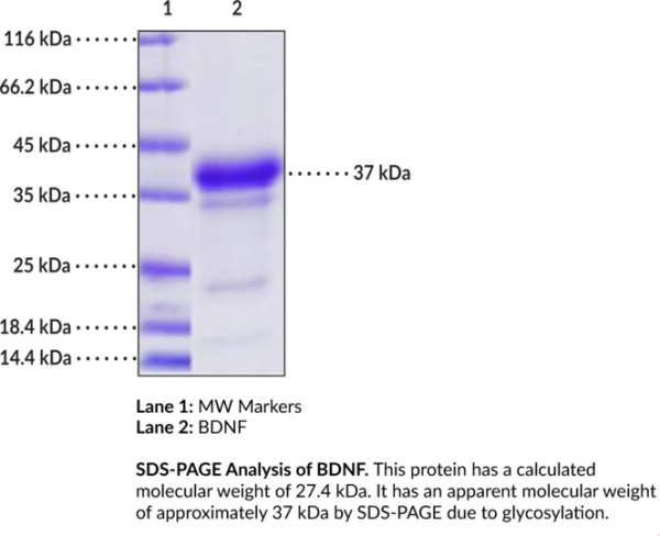 BDNF (R129A, R130A mutant, mouse, recombinant)