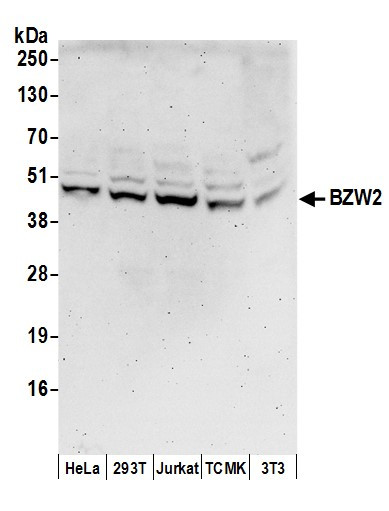 Anti-BZW2