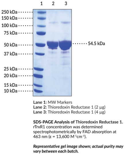 Thioredoxin Reductase 1 (rat, recombinant, aa 3-499)