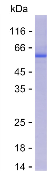 Recombinant Human PDCD2L Protein