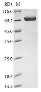 Annexin A2 (Anxa2), mouse, recombinant