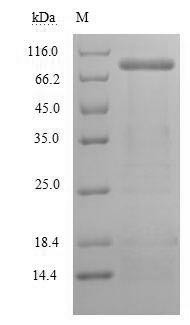 Lysyl oxidase homolog 2 (Loxl2), mouse, recombinant