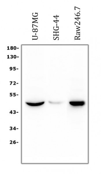 Anti-HRH3 / Histamine H3 Receptor