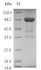 Tropomodulin-3 (TMOD3), human, recombinant