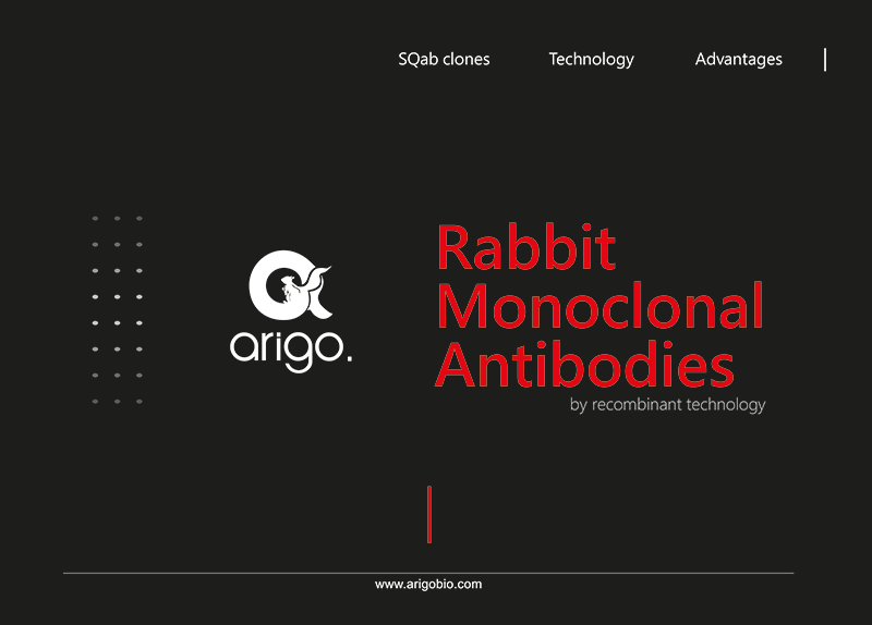 Arigo Rabbit Monoclonal Antibodies
