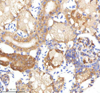 Anti-Zebrafish Neuropeptide Y / Npy
