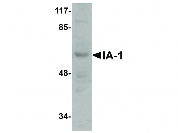 Anti-IA-1
