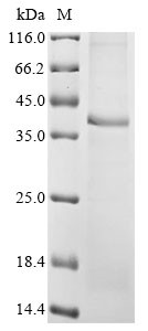 Cellular communication network factor 6 (Ccn6), mouse, recombinant