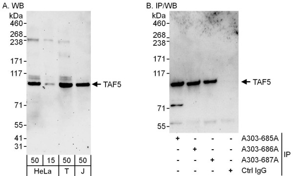 Anti-TAF5