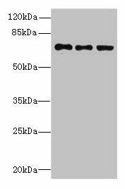 Anti-ZNF614