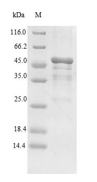 Toxin zeta, Streptococcus agalactiae, recombinant