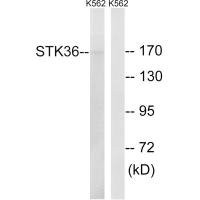Anti-STK36