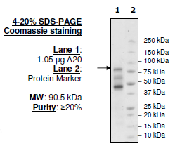 A20, human recombinant protein, N-terminal FLAG-tag