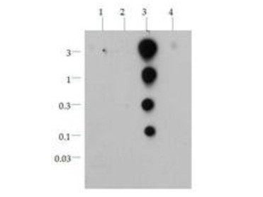 Anti-acetyl-Histone H3 (ac Lys36)