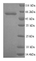 Glypican-6 (GPC6), human, recombinant