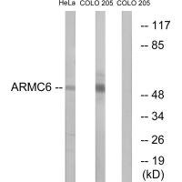 Anti-ARMC6