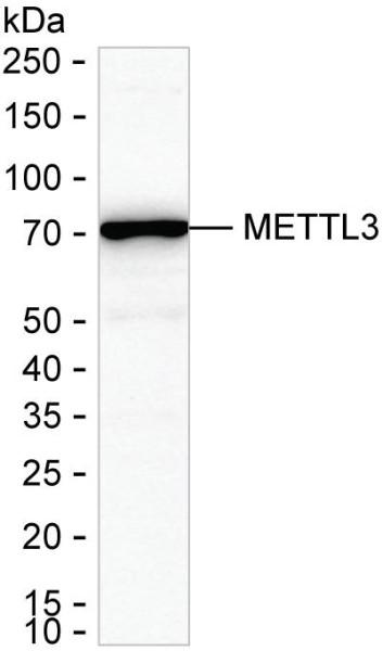 Anti-METTL3