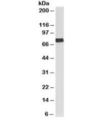 Anti-Fibrinogen alpha chain