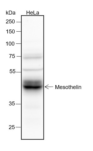 Anti-Recombinant Mesothelin, clone A303