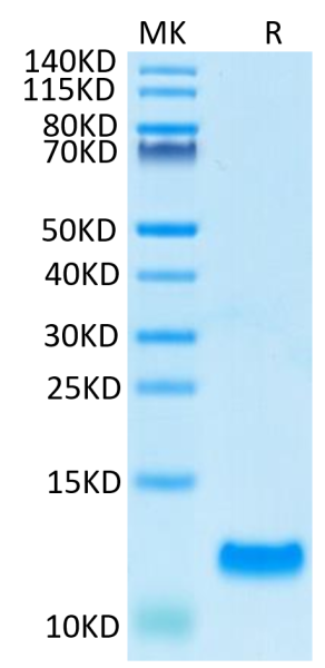 Human CCL20 Protein