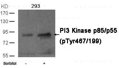 Anti-PI3 Kinase p85/p55(phospho-Tyr467/199)Antibody