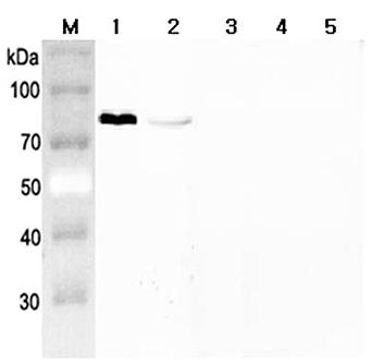 Anti-Progranulin (mouse)