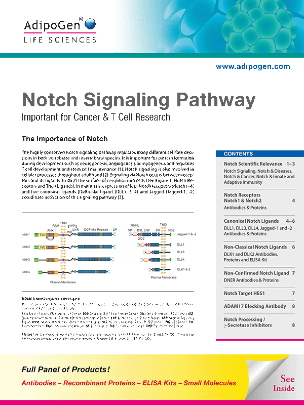 Notch Signaling Pathway