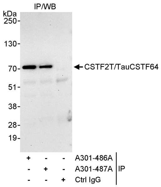 Anti-CSTF2T/TauCSTF64