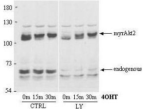 Anti-Akt2 (PKBb, RAC-PK Gamma 2)