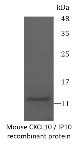 Mouse CXCL10 / IP10 recombinant protein (Active) (His-tagged)