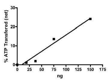 BTK, active human recombinant protein