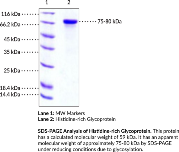 Histidine-rich Glycoprotein (human, recombinant)