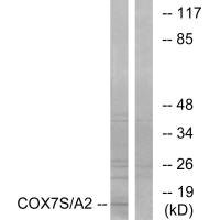 Anti-COX7A2P2