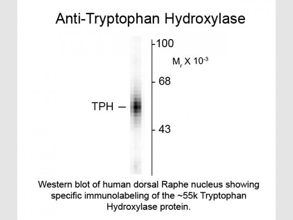 Anti-Tryptophan Hydroxylase