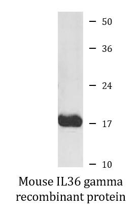 Mouse IL36 gamma recombinant protein (Active)