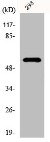 Anti-YTHDF1