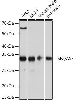 Anti-SRSF1/SF2/ASF