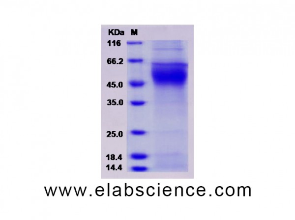 Recombinant Human VEGFR1 / FLT-1 Protein (His tag)