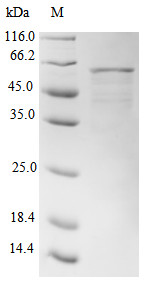 DNA dC->dU-editing enzyme APOBEC-3G (APOBEC3G), human, recombinant