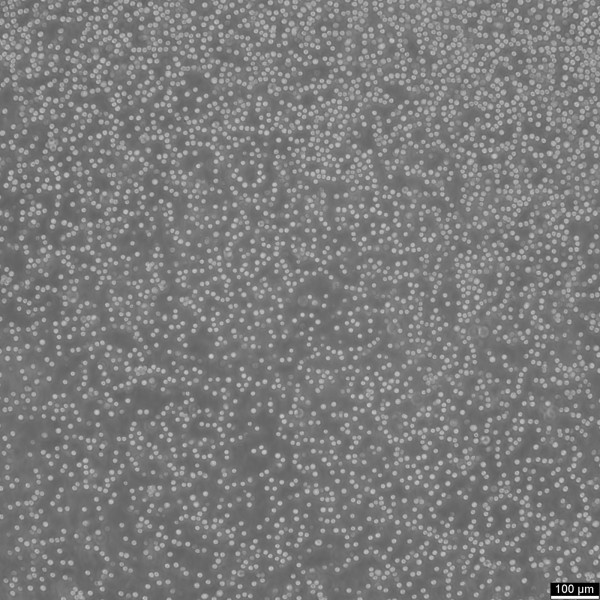 P388 Cells