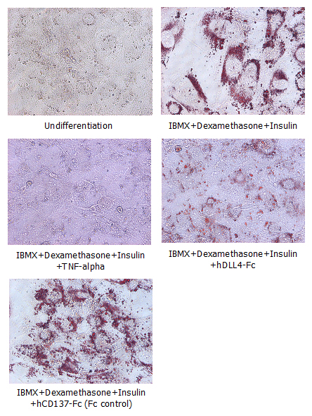 DLL4 (human):Fc (human) (rec.)